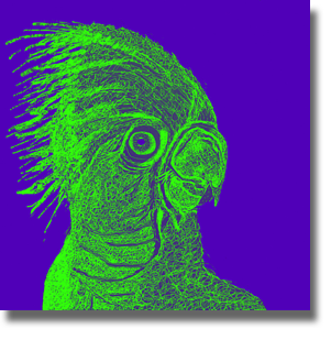 Hello Cocky - Purple Green Hello Cocky - Purple Green